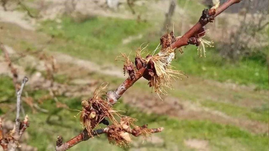 Kay�s�lar� don vurdu, �retici zor durumda