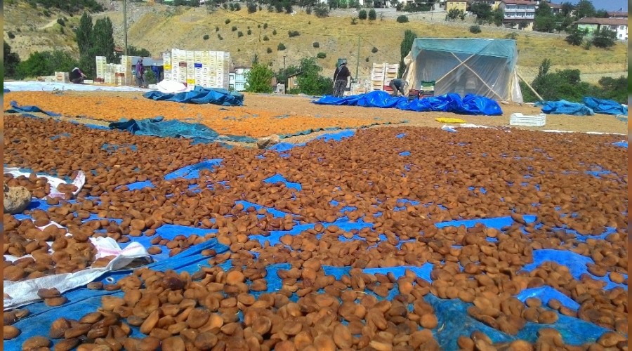 Kayısının fiyatı katlandı