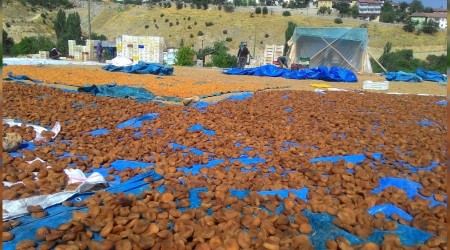 Kayısının fiyatı katlandı