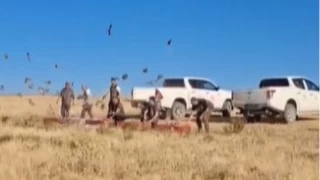 Kene ile mücadele için doğaya 200 çil keklik salındı