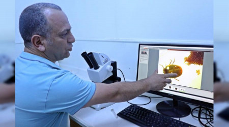 Keneler bir defada binlerce yumurta brakyor