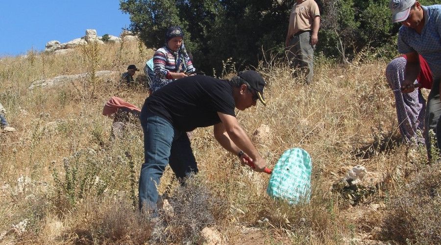 Kilis'te kekik hasad� ba�lad�