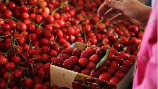 Kiraz ve vişne ihracatı dörde katlandı