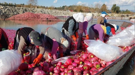 "Kırmızı altın" turp hasadı başladı