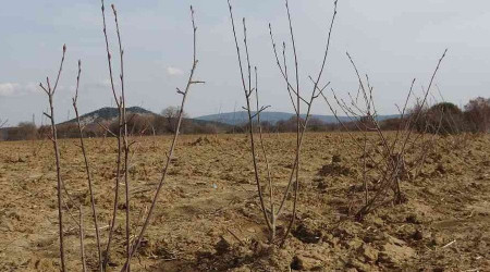 Kızılderililerin soğuk algınlığında kullandığı aronya Çanakkale'de yetişecek