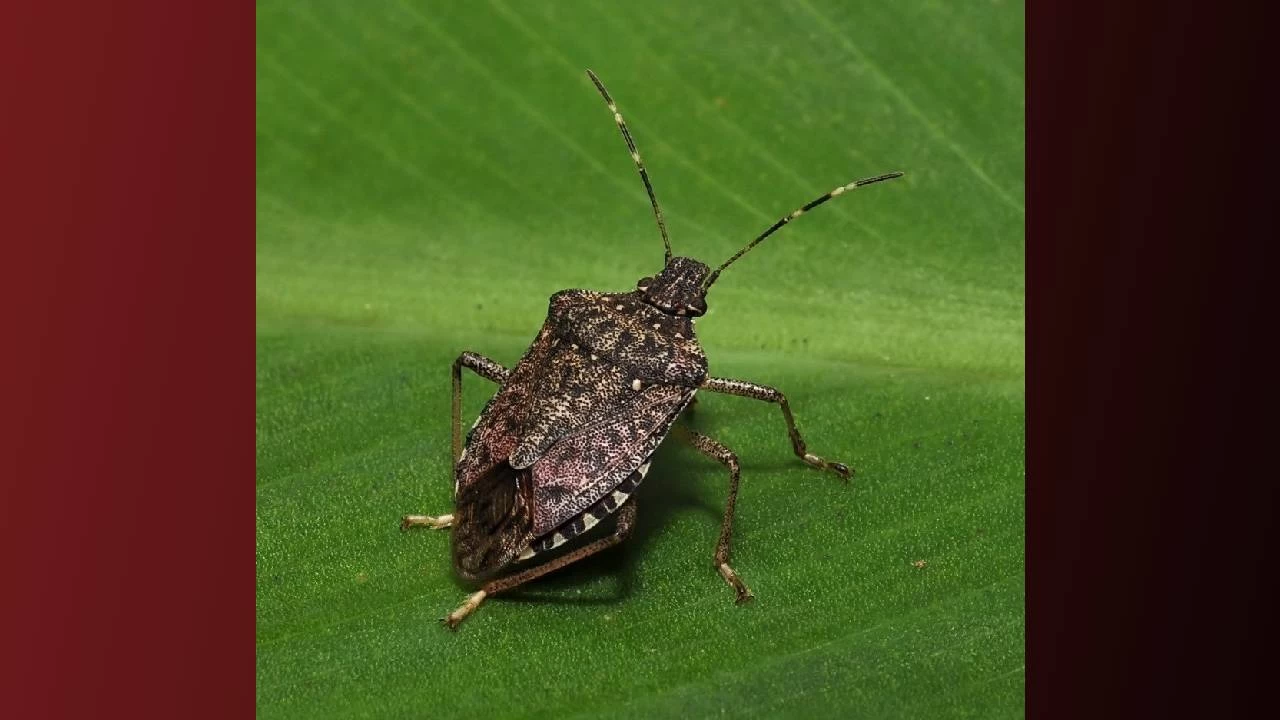 Kokarcann fndktaki zarar derinleiyor