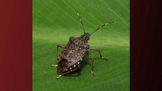 Kokarcann fndktaki zarar derinleiyor