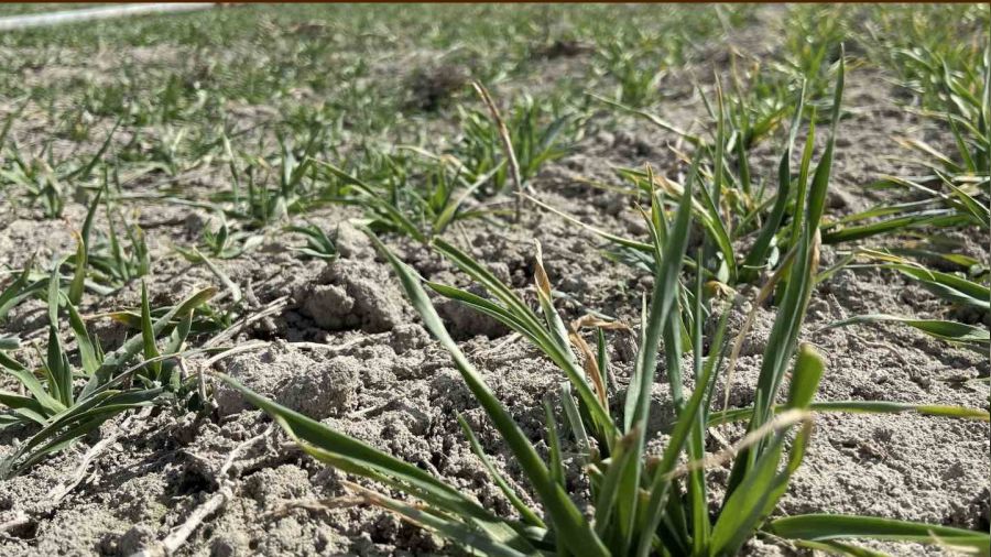 Konya Ovası'ndaki yağışlar, geçen yıla oranla yüzde 55 azaldı