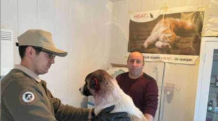Köpeğin kulağını kesen çocuğa adli işlem ve para cezası