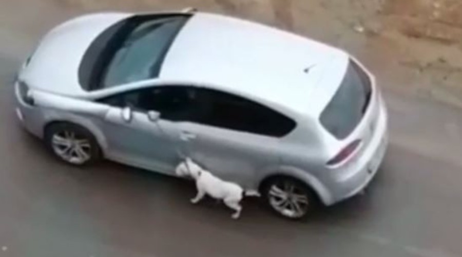 K�pe�ini otomobilden s�r�kleyerek gezdirdi