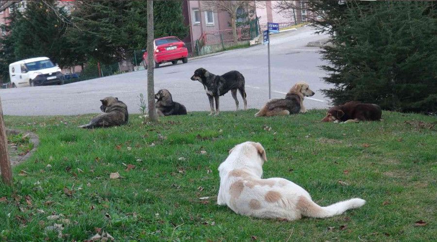 Köpek saldırısı anında işte bunlar yapılmalı