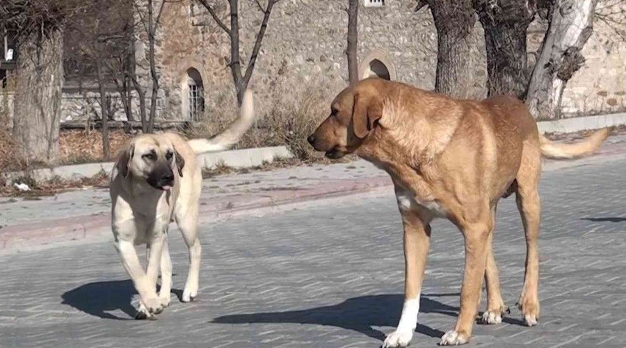Köpek saldırısından nasıl korunabiliriz