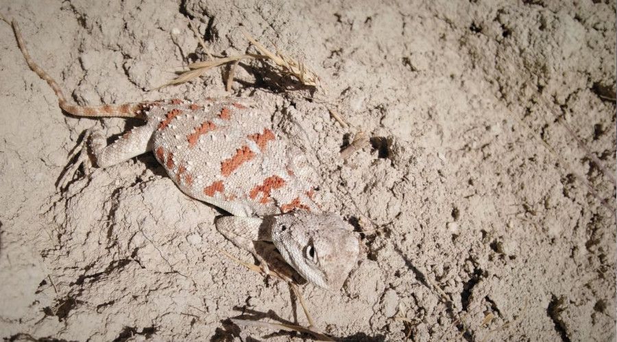 Koruma alt�nda olan "Topba� Keler" g�r�nt�lendi