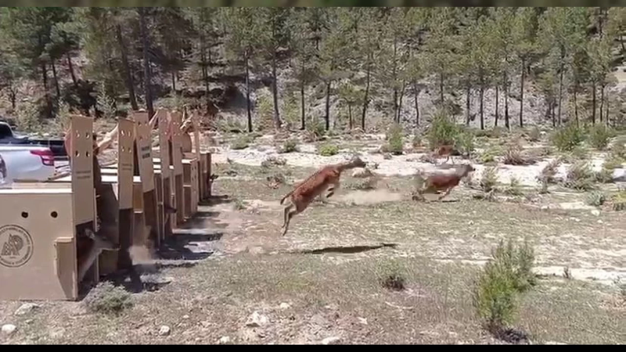 Kovada Gölü Milli Parkı'na 5 alageyik bırakıldı