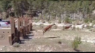 Kovada Gölü Milli Parkı'na 5 alageyik bırakıldı