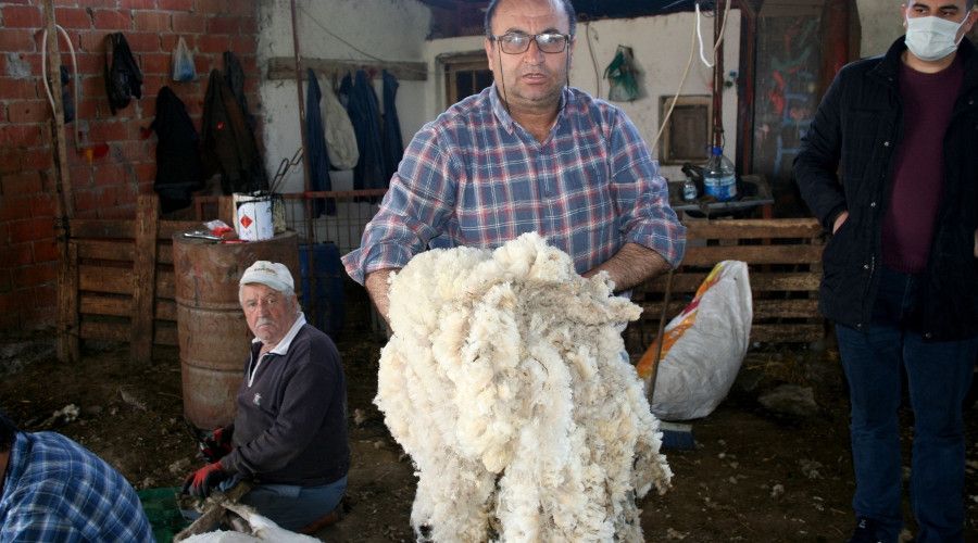 Koyunlar yaza hazırlanıyor...Üreticiler yapağı fiyatlarına isyan etti