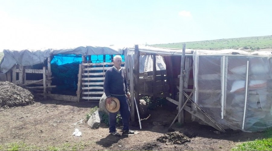 Kredi çekip aldığı büyükbaş hayvanlarını çaldılar