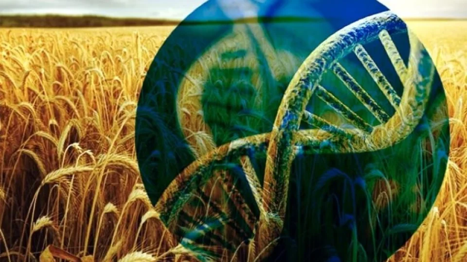 Kuraklığa dayanıklı GDO'lu buğday ‘HB4’ dünyaya yayılıyor