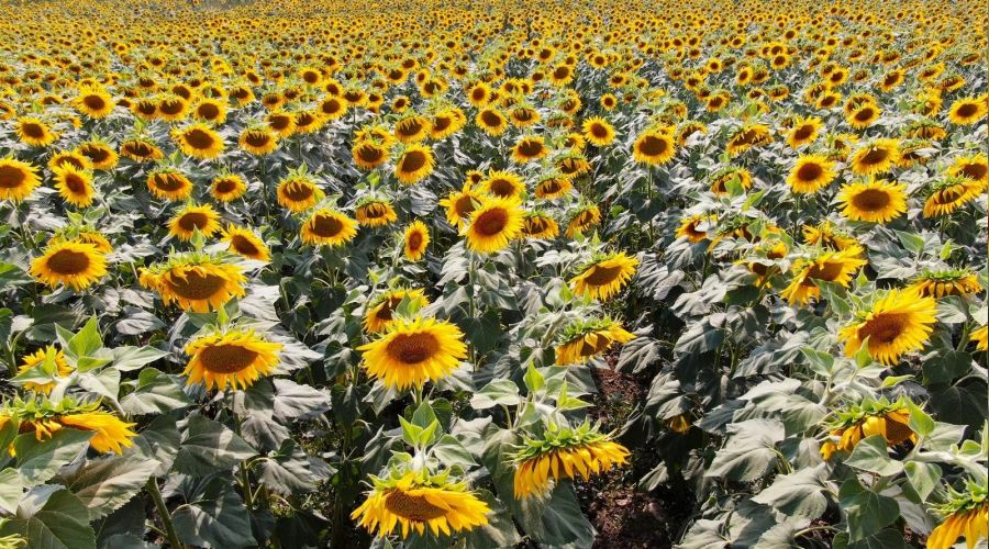 Kurakl�k ya�l�k ay�i�e�ini etkiledi