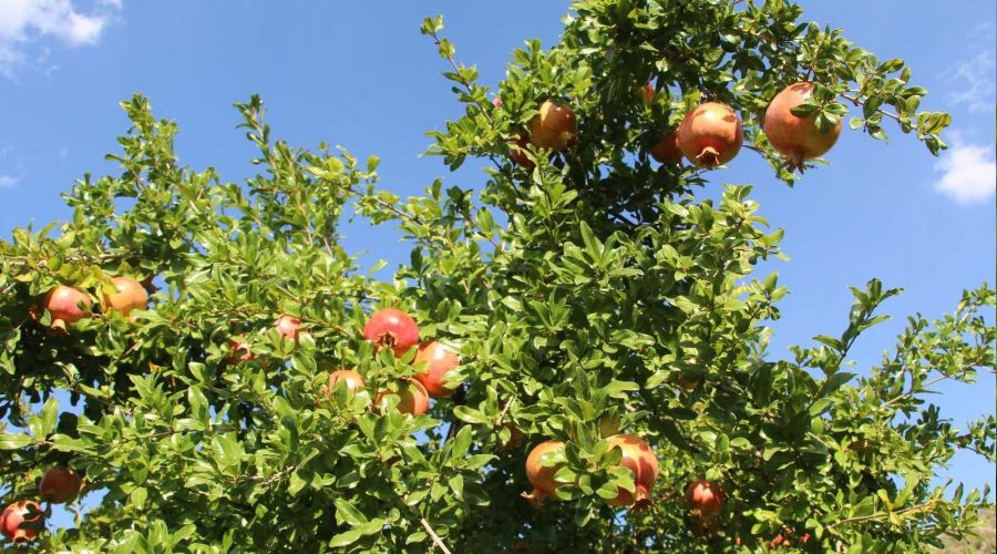 Kurakl�ktan etkilenmeyen tek meyve