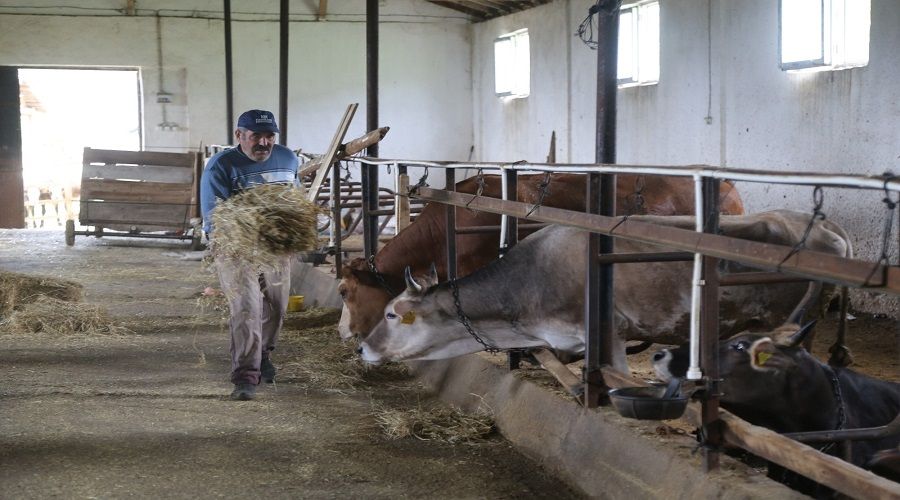 Kurban Bayramı öncesi Artvinli besiciler dertli