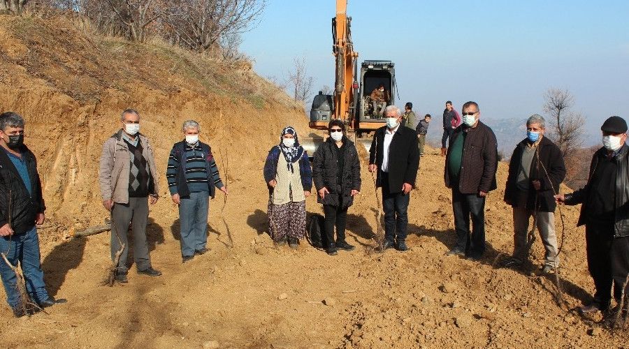 Küresel ısınmaya karşı ceviz fidanlı önlem
