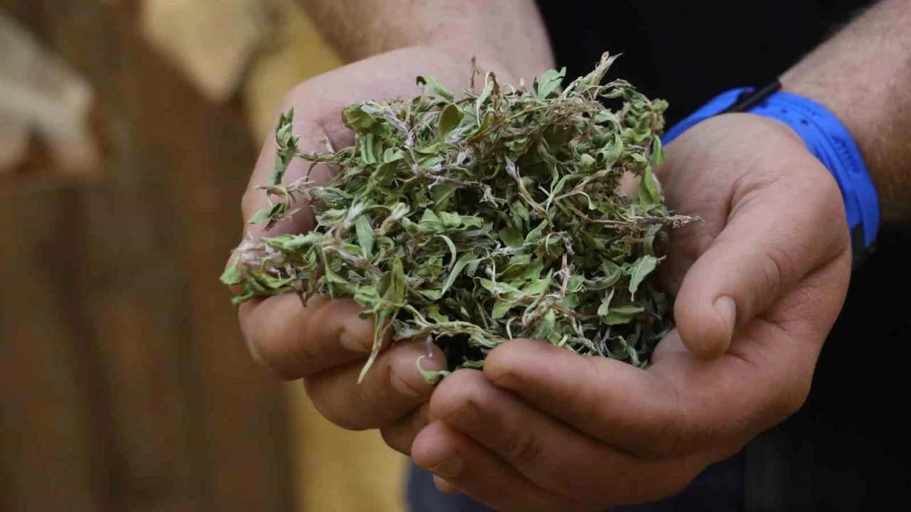 Kurusunun 100 gram� ile bir ���nl�k yemek pi�iyor