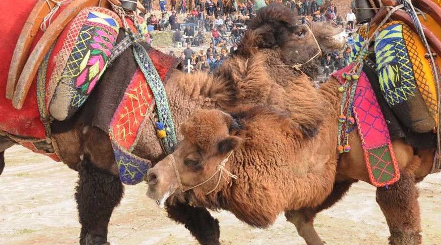 Kuşadası'ndaki eski deve güreşleri alanı sanatın merkezi oldu