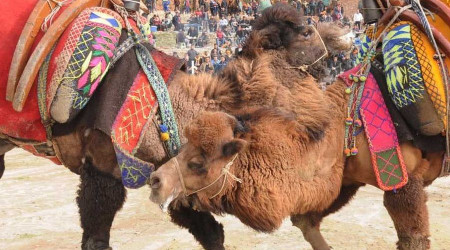 Kuşadası'ndaki eski deve güreşleri alanı sanatın merkezi oldu