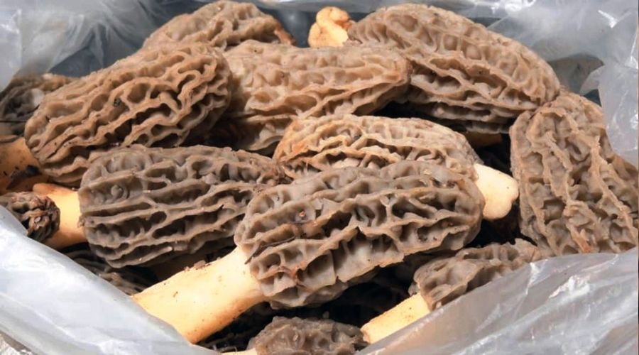 Kuzugöbeği altınla yarışıyor