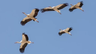 Leyleklerin erken göçü sert kışların habercisi olabilir
