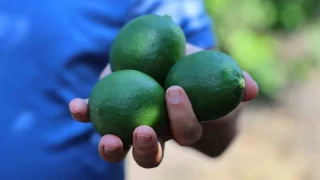 Limon �reticisinin g�z� Rusya'da: Gemiler gitmeyince hasat yava�lad�