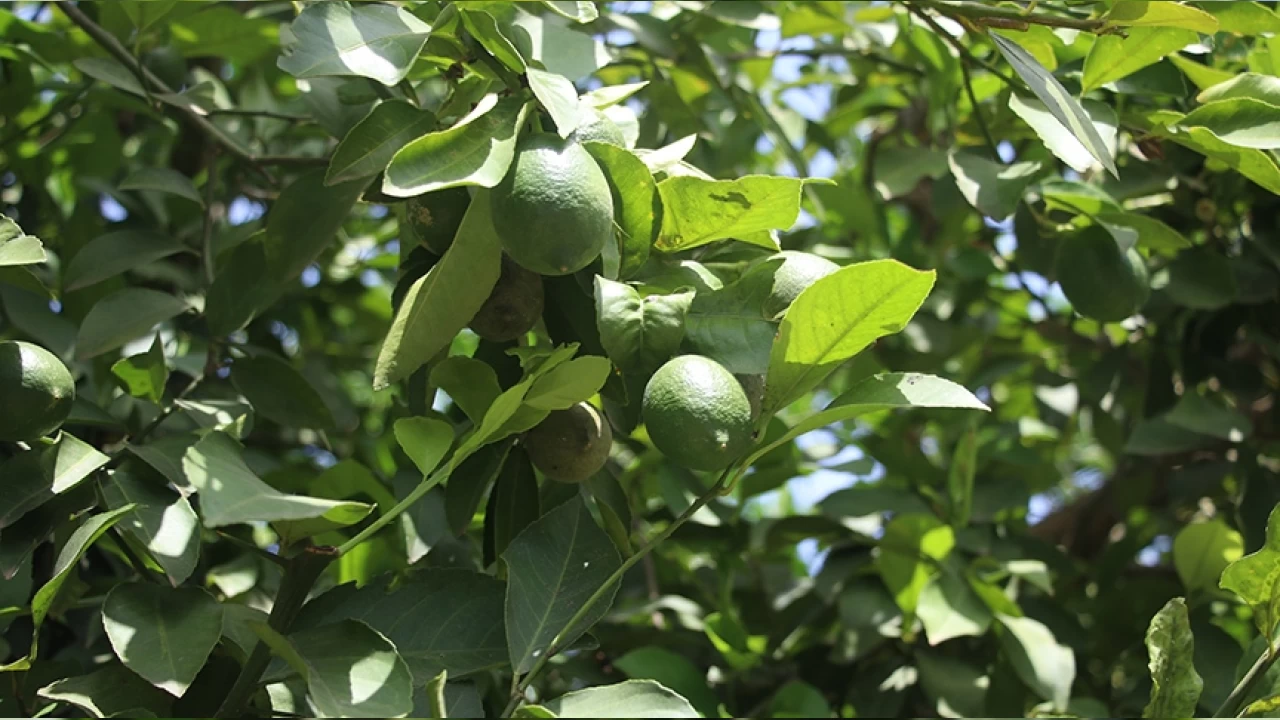 Limonda umutlar turfanda hasatta
