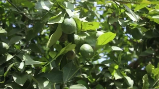 Limonda umutlar turfanda hasatta