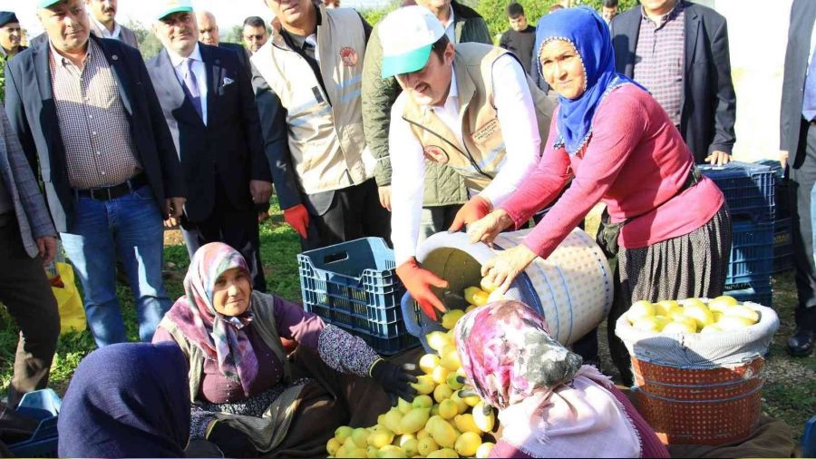 Limonun başkentinde 'yoğun hasat' dönemi