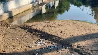 Manavgat'ta balk lmleri alarm verdi