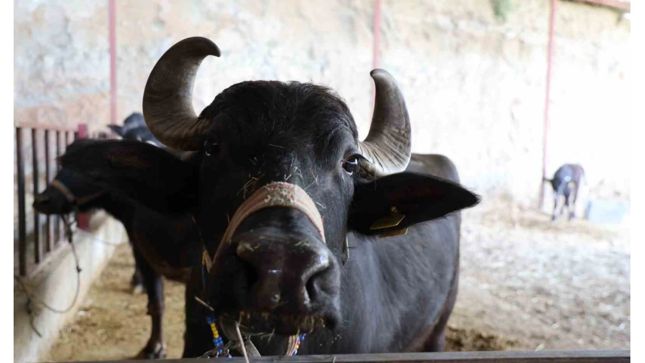 Mandadan gelen altn lezzet