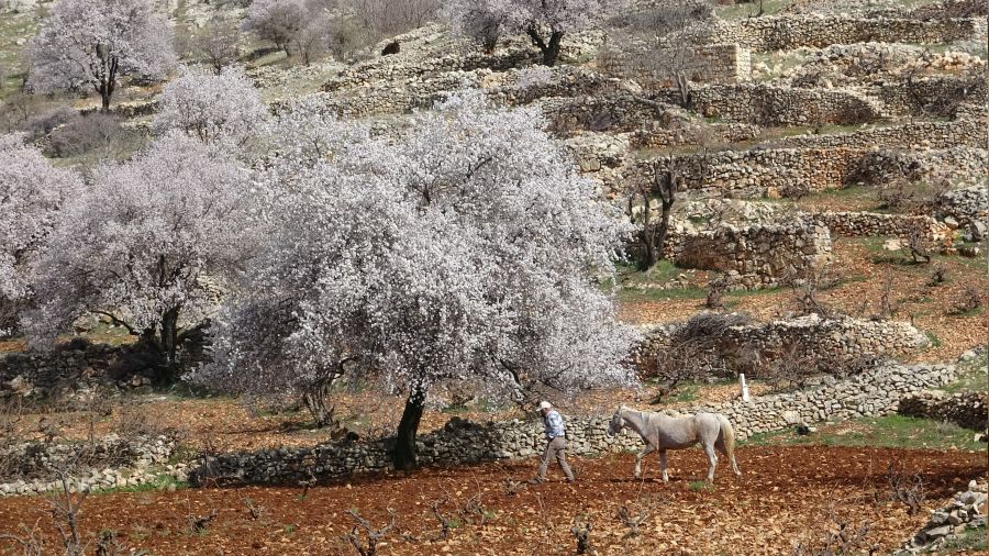 Mardin'de bahar g�rsel ��len olu�turdu