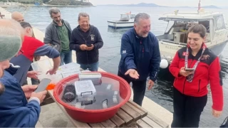 Marmara'da 400 stakoz yavrusu yapay resiflere brakld