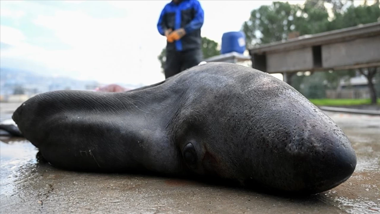 Marmara'daki oksijensizlik köpek balıklarını kıyılara itiyor