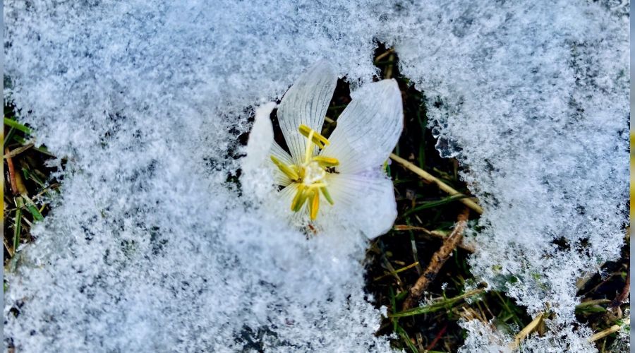 Mart kar� kardelenleri g�md�