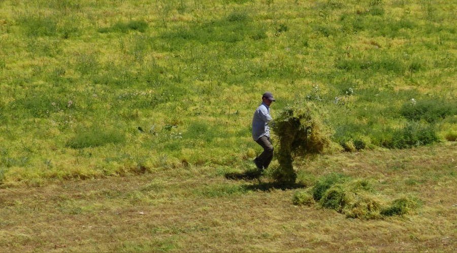 Mercimek hasadı başladı