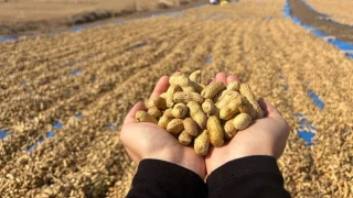 Meriç'te yer fıstığı hasadı başladı