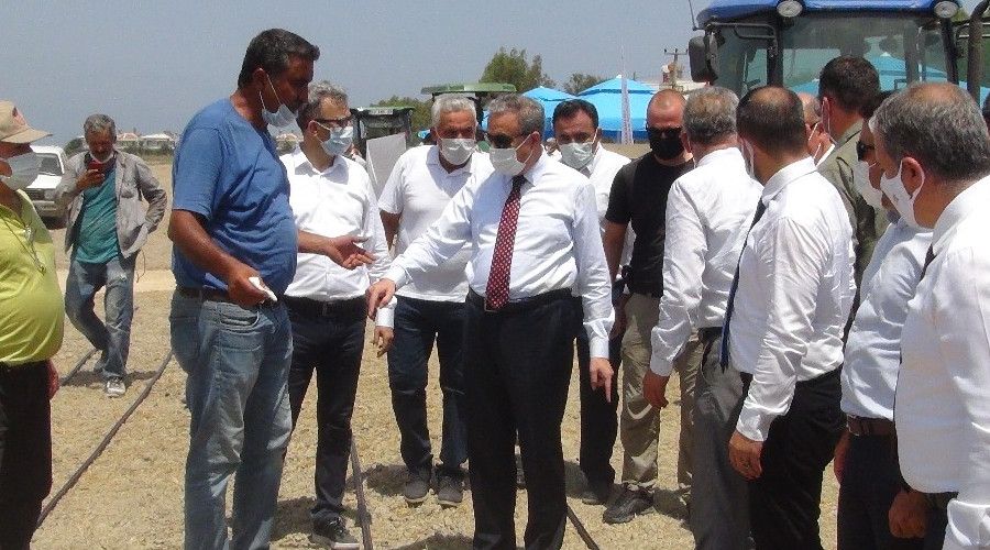 Mersin'de damla sulamayla �eltik �retiliyor