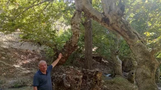 Mesafe tanımayan çınar ağaçları