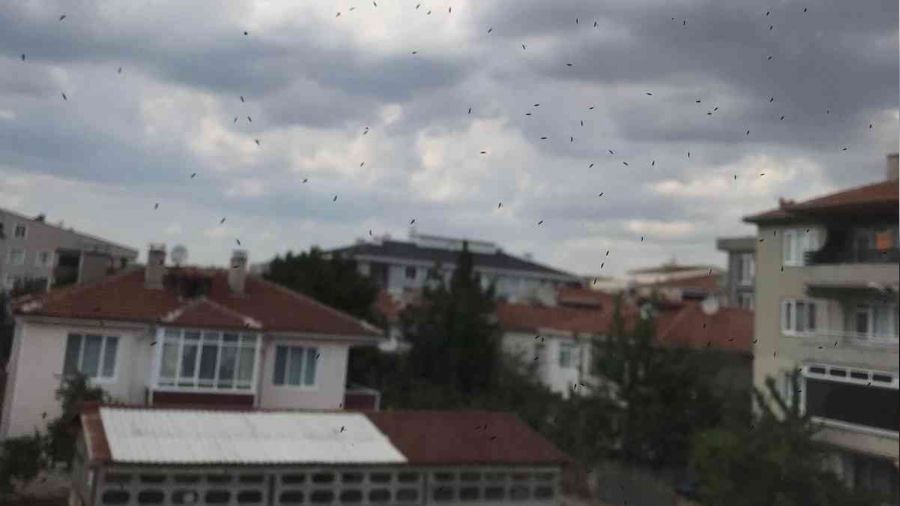 Muratlı'da aralıksız kör sinek yağmuru