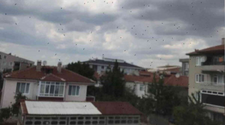 Muratlı'da aralıksız kör sinek yağmuru