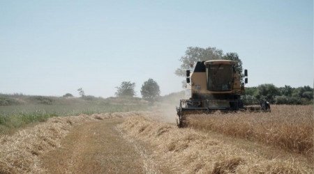 Mustafakemalpaşa'da buğday hasadı başladı