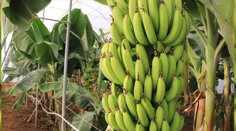 Muz �reticilerine y�ksek verimli muz m�jdesi