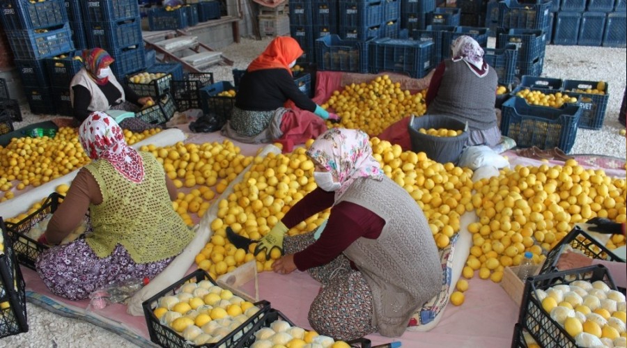 Narenciye ihracatında yeni sezon umut veriyor